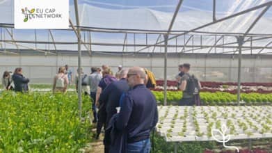 Groep mensen in een kas bij hydrocultuurbedrijf