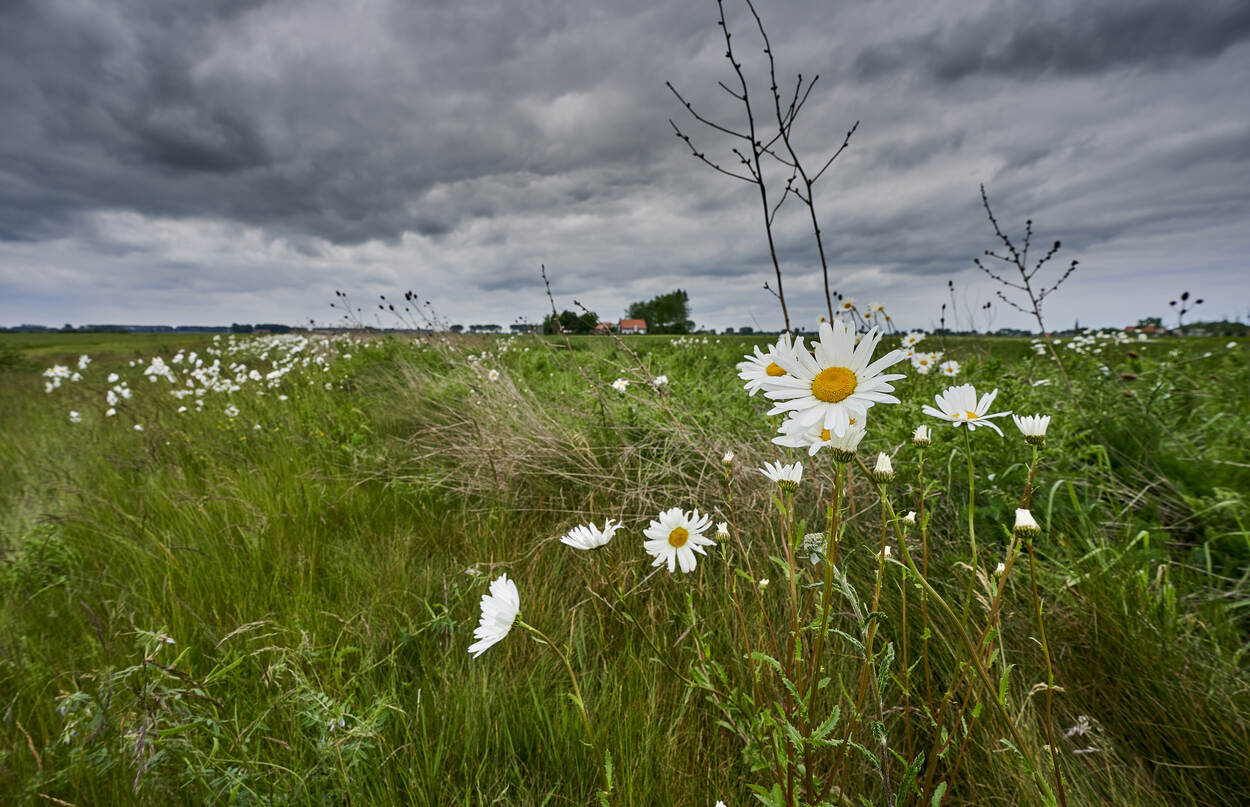 Zeeuws landschap met wilde bloemen