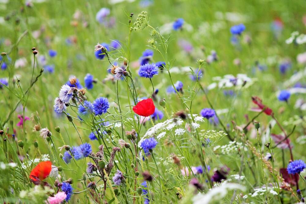 Wilde bloemen op het platteland