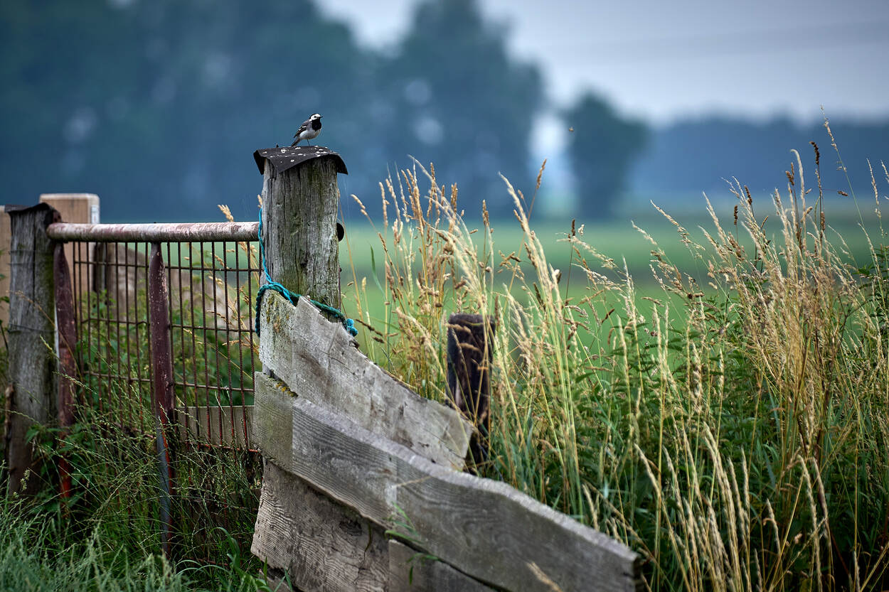 kwikstaart op paal in weiland