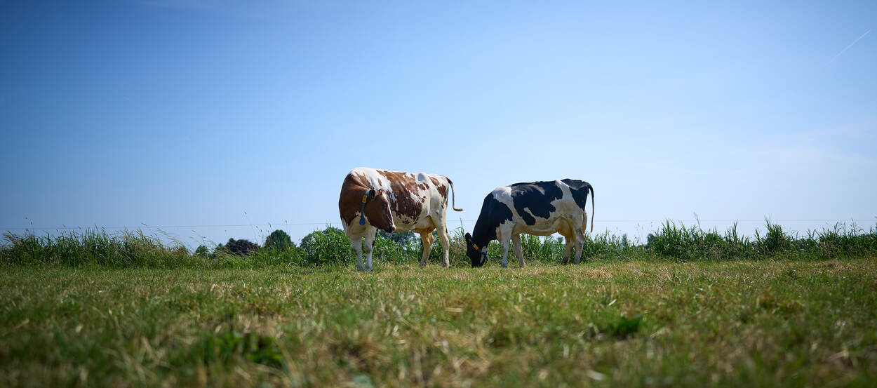 Koeien in het land bij Elke Melk