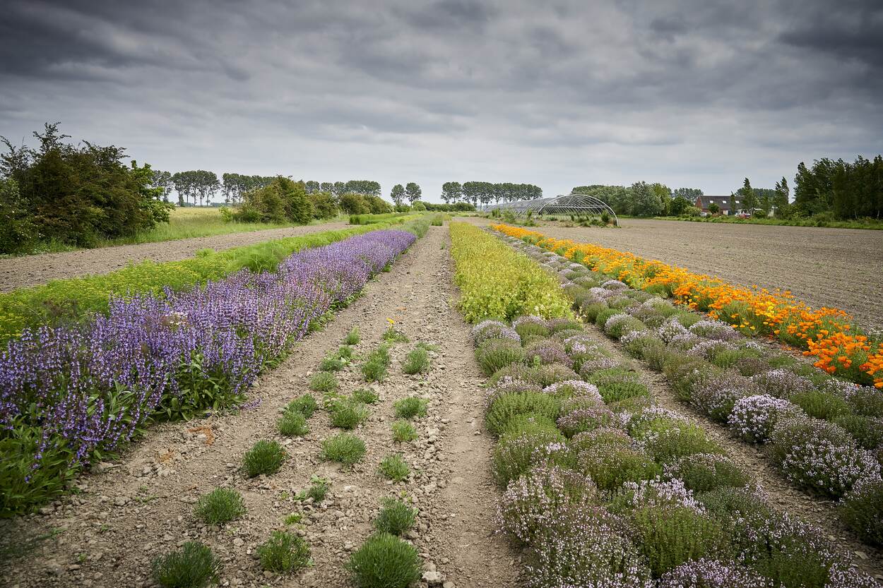 Groede