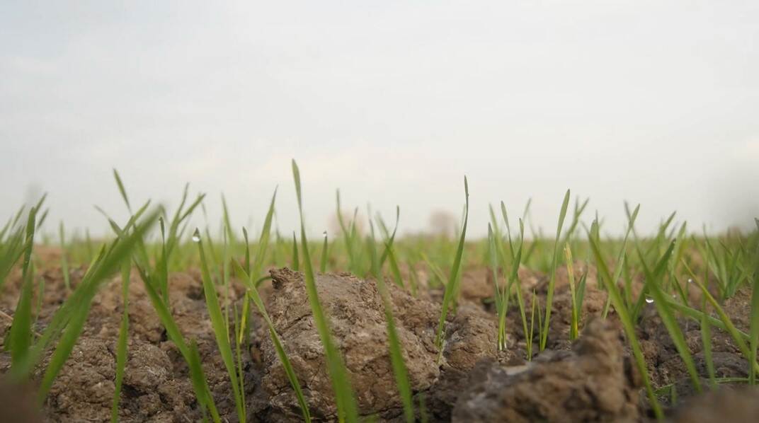 Gras in de Hoeksche Waard