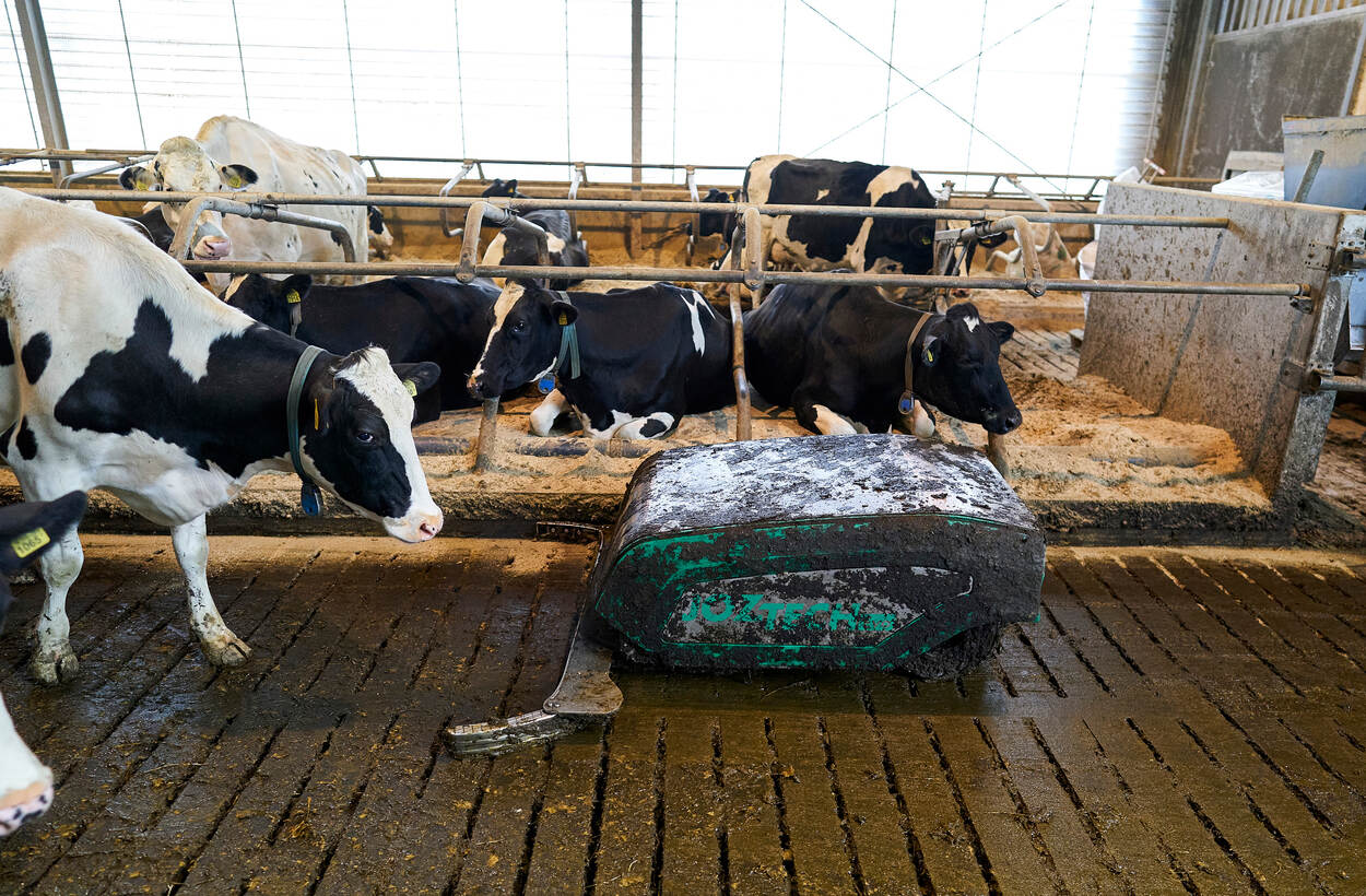 stal met koeien en mestveeg apparatuur