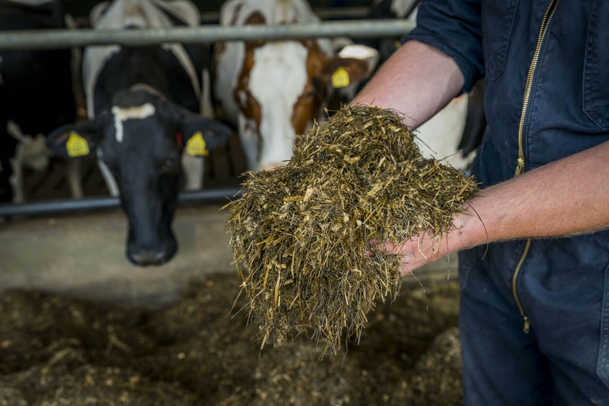 Stal met koeien en hand die koeienvoer vasthoudt