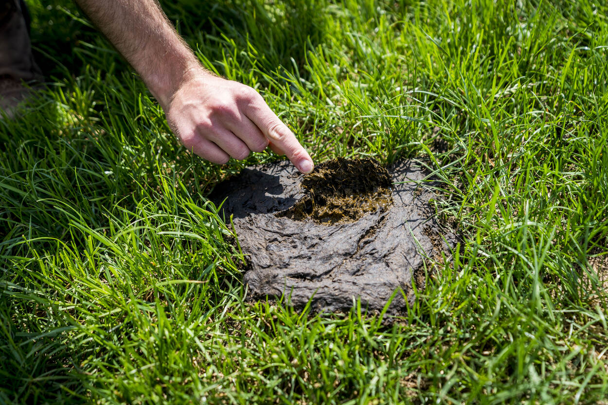 Hand die naar een koeienvlaai wijst in het gras