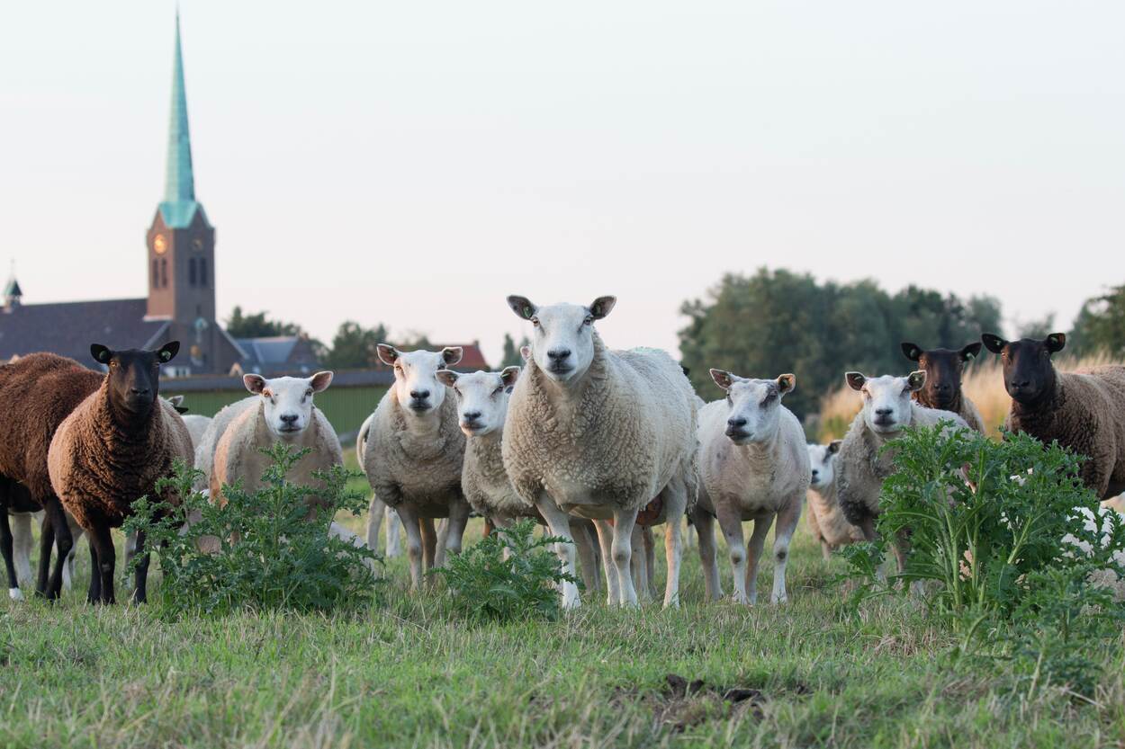 Heel Overijssel aan het streekproduct - afbeelding met schapen op voorgrond, op achtergrond kerkje