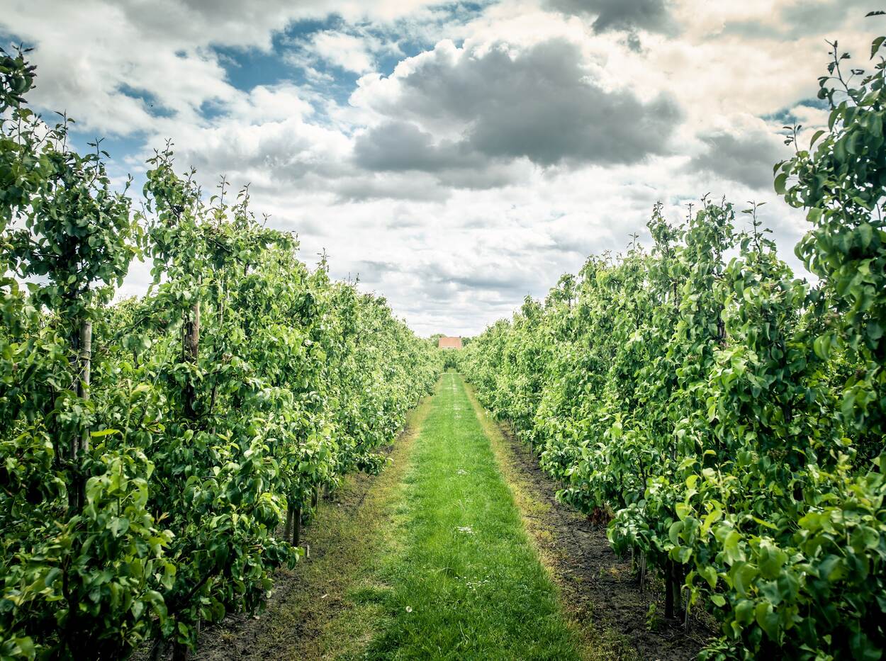 Innovatief fruit telen - afbeelding met aan weerszijden fruitbomen - horizon in het midden