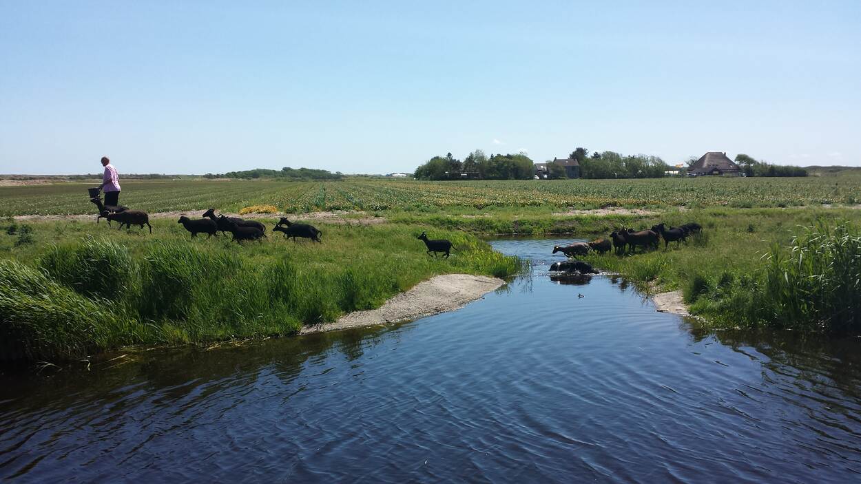 Schapen springen over sloot