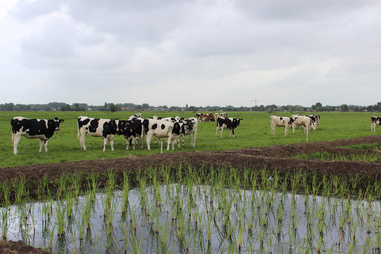 Waterpark natte teelten Krimpenerwaard