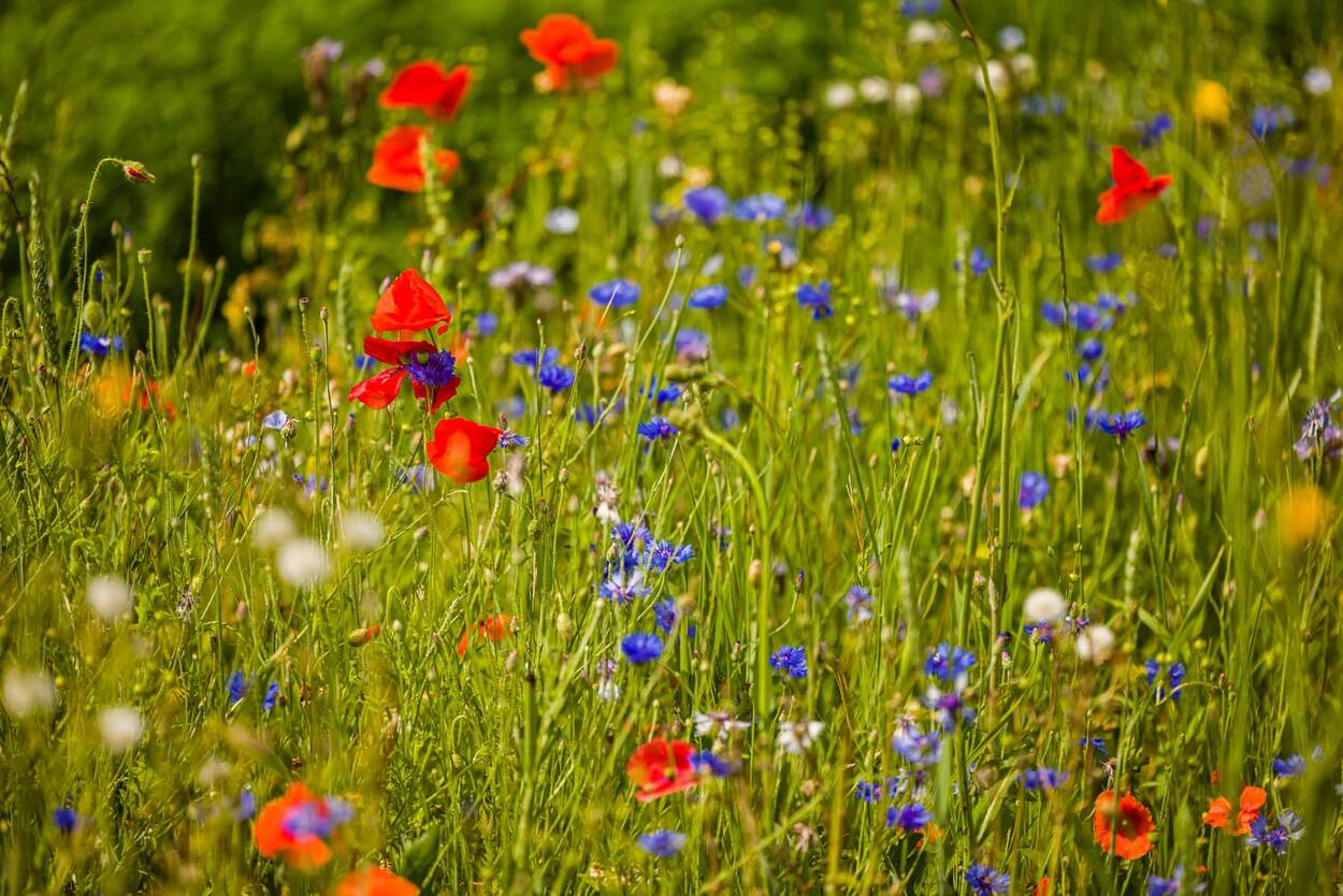 veld geel, rode, paarse, witte bloemen