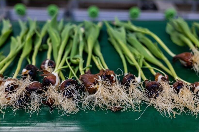 Tulpen liggend met wortels onderaan