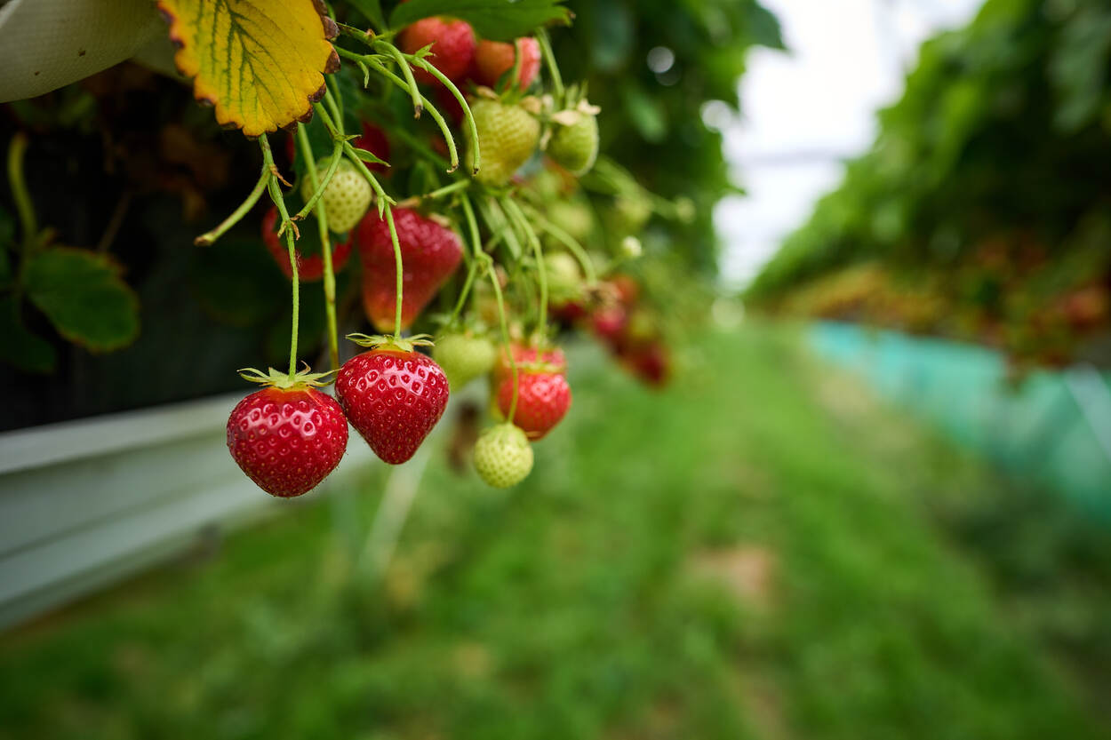 aardbeien