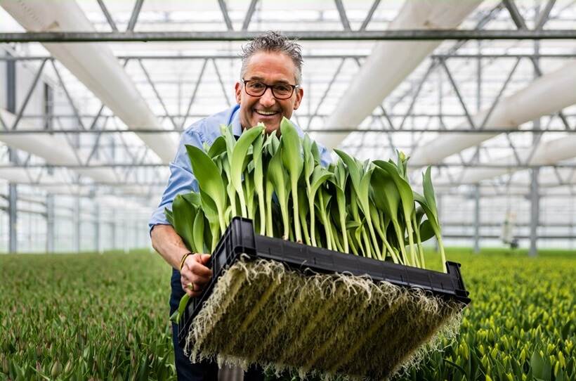 Bert Karel van Karel Bolbloemen met tulpen in de hand in kas met tulpen