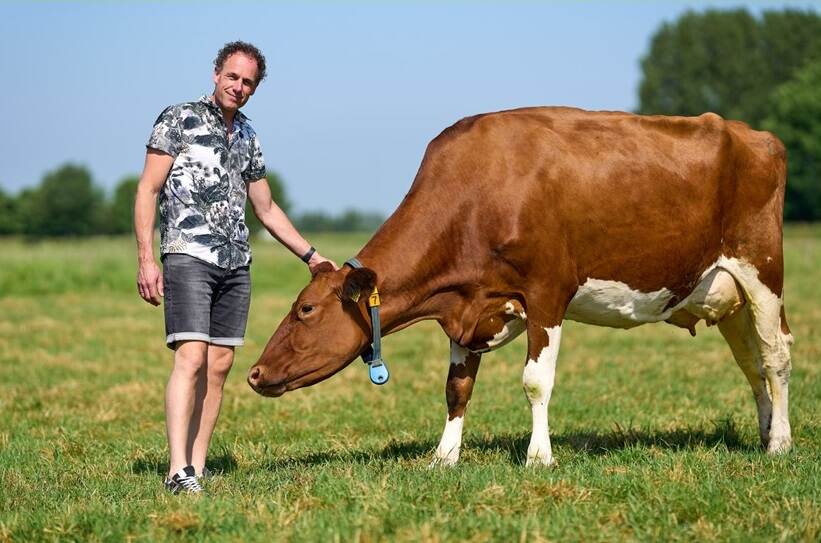 Melkveehouder Matthijs Baan van ElkeMelk met een bruine koe in weiland