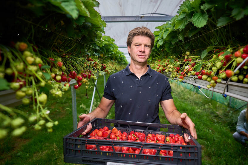 Man met kist aardbeien in de hand