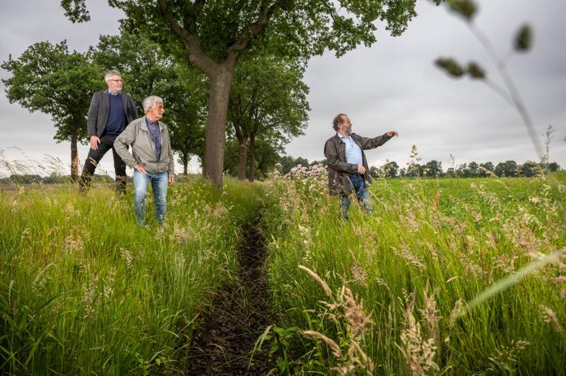 drie mannen in het weiland met een boom op de achtergrond