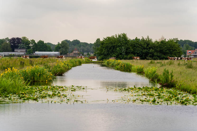 Water met grasrand met, op de achtergrond, koeien die een brug oversteken