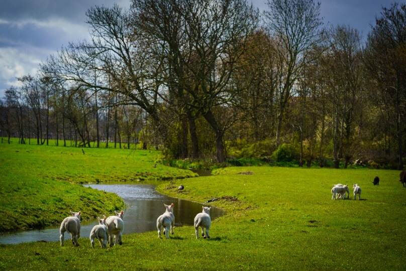 Lammetjes in de wei met bomen op de achtergrond