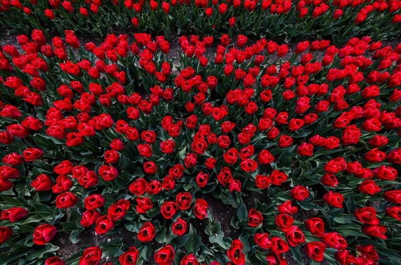 groot veld rode tulpen van bovenaf