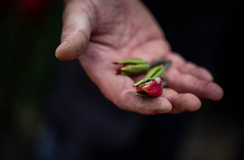 tulp in hand