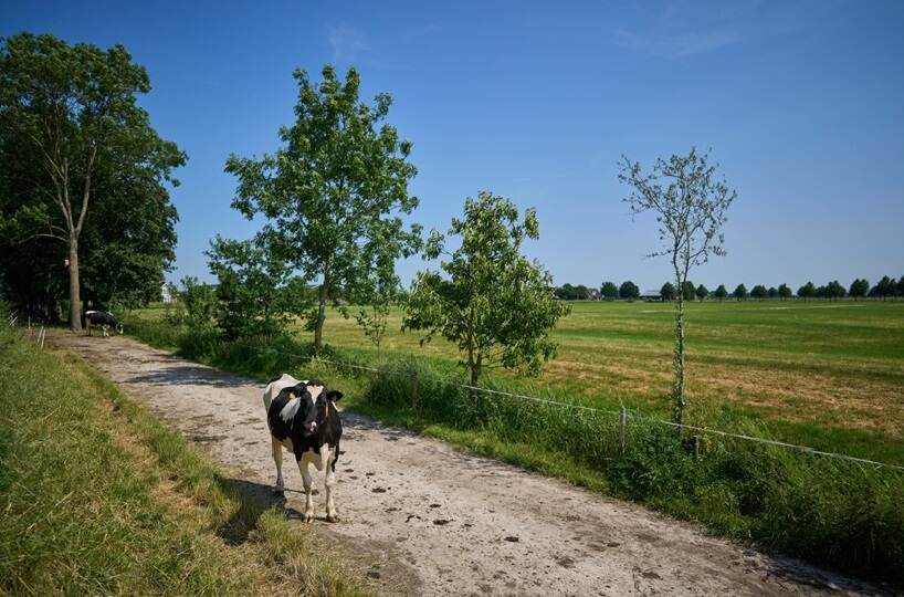 Koe lopend op pad tussen weilanden