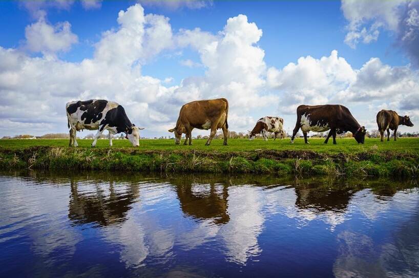 Weiland met 5 koeien en sloot op voorgrond