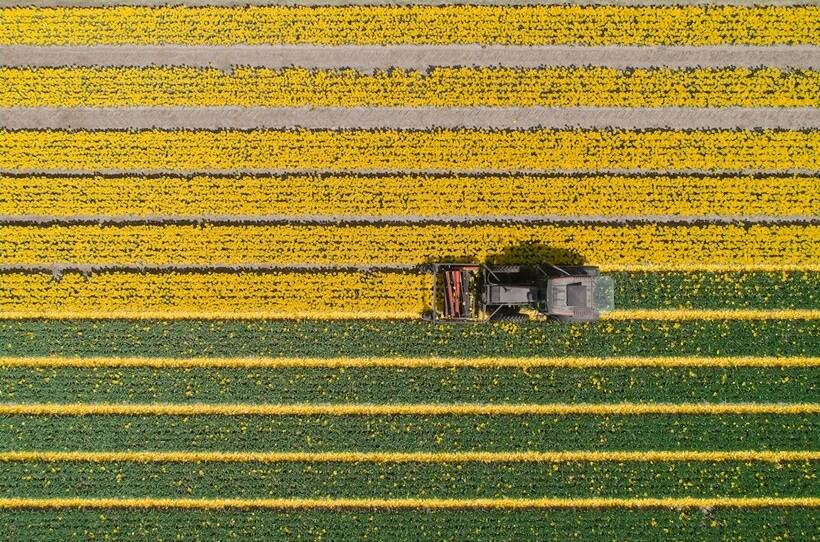 geel bloemenveld van bovenaf met tractor in het midden