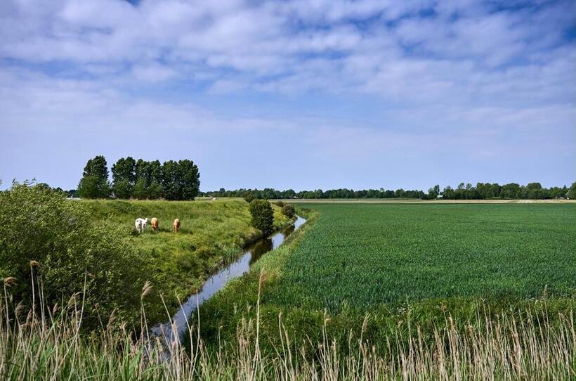 Weiland met links een smalle sloot en koeien