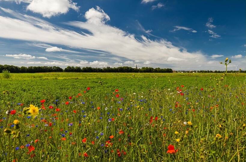 Bloemenveld met wolkenlucht