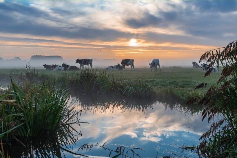 Koeien in de mist in weiland