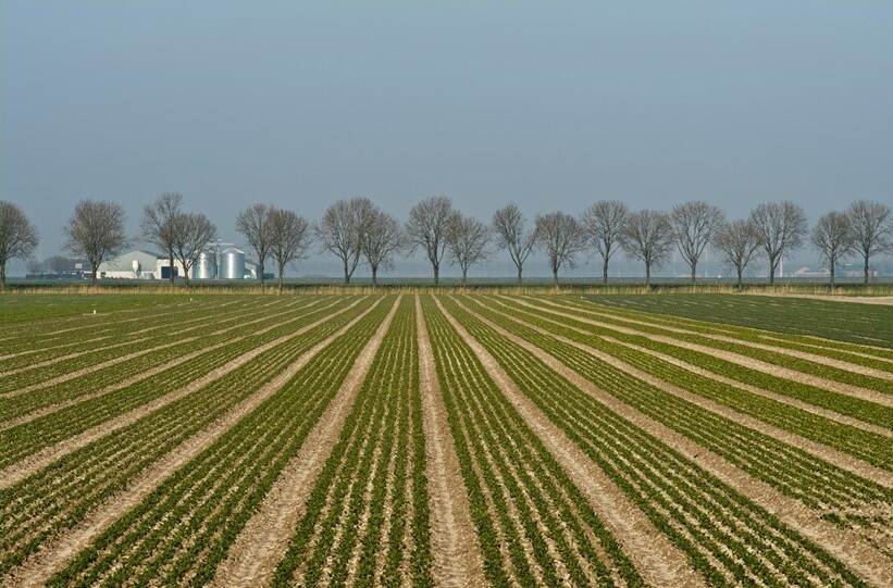 Strokenweiland met bomen op de achtergrond