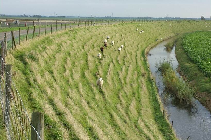 Schuine grashelling met schapen