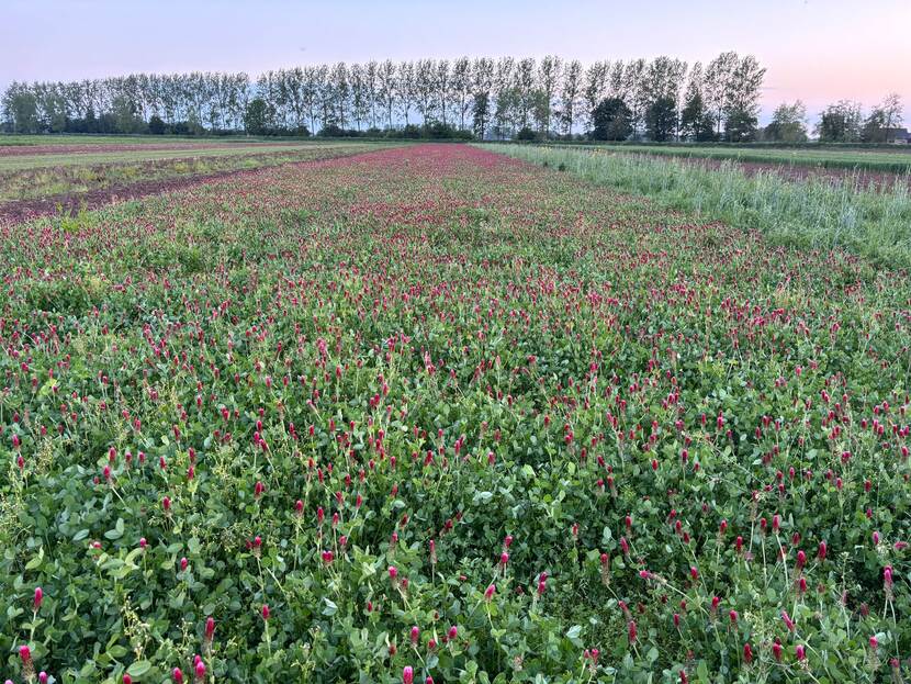 Bloemenveld