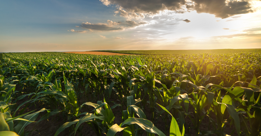 Afbeelding Landschap